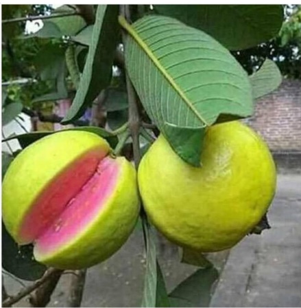 Guava Plant